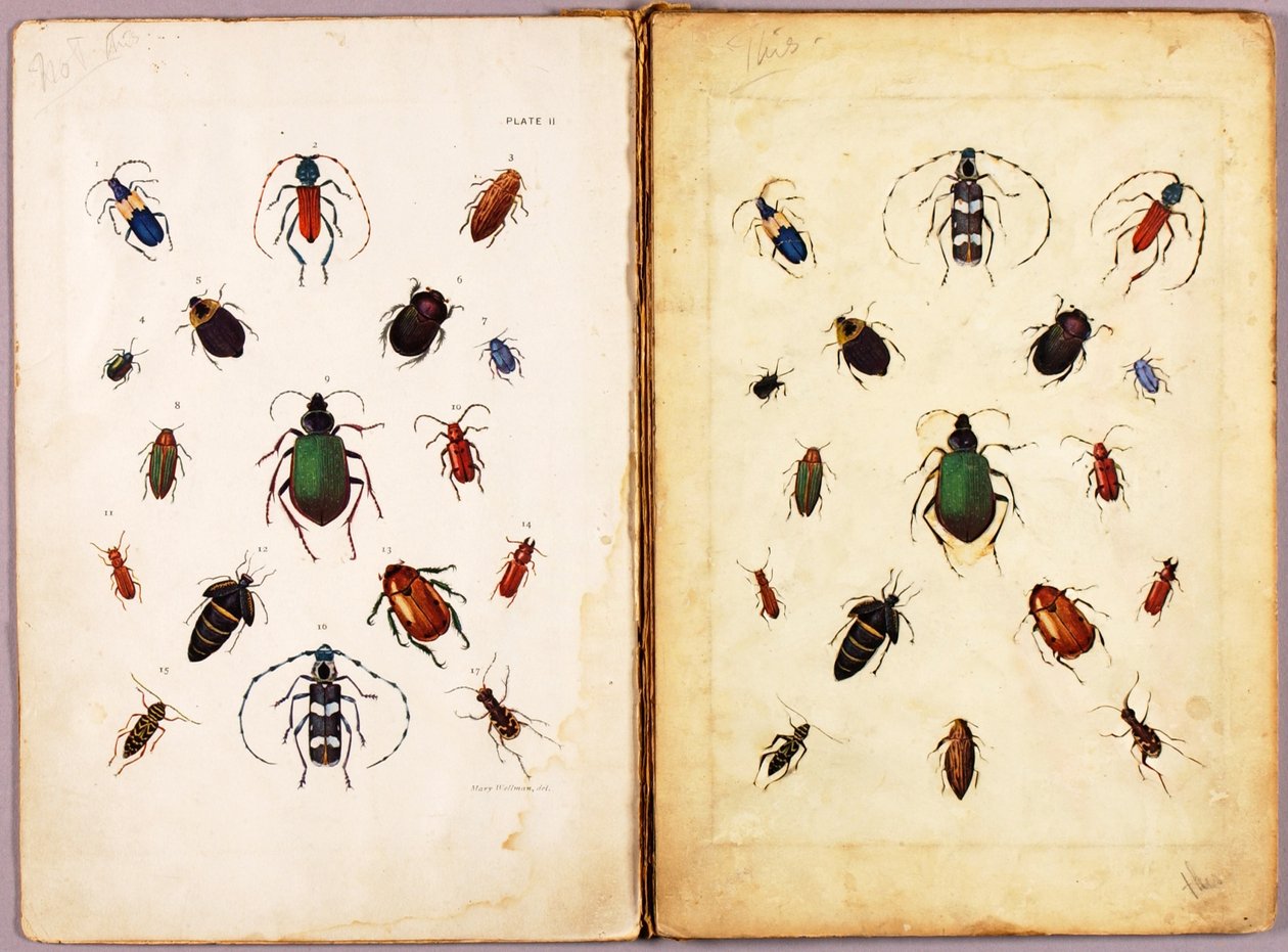 ROVAROK – Színes bogarak, tájkép, a „Concealing Coloration in the Animal Kingdom” című könyvhez készült tanulmányi mappa alkotó: Abbott Handerson Thayer
