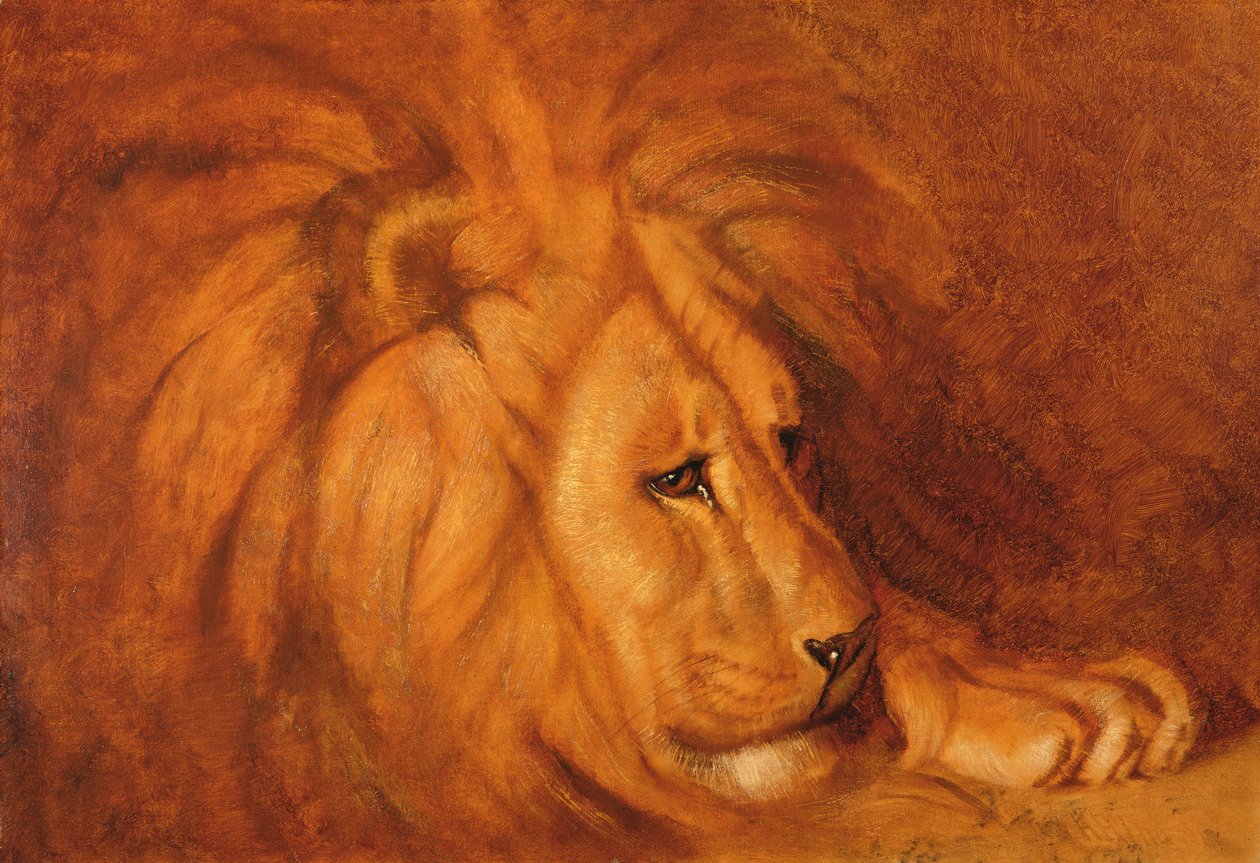 Oroszlán nyugalomban (olaj, vászon) alkotó: Abbott Handerson Thayer