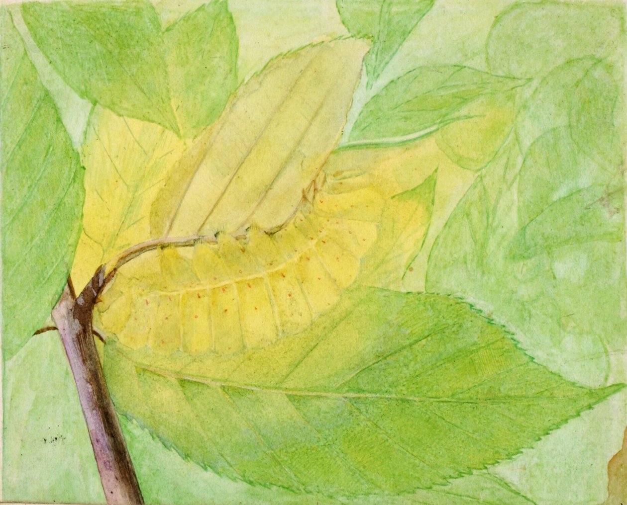 „Lunar Caterpillar” (Holdhernyó), vázlat az „Állatvilág álcázó színezete” című könyvhöz alkotó: Abbott Handerson Thayer