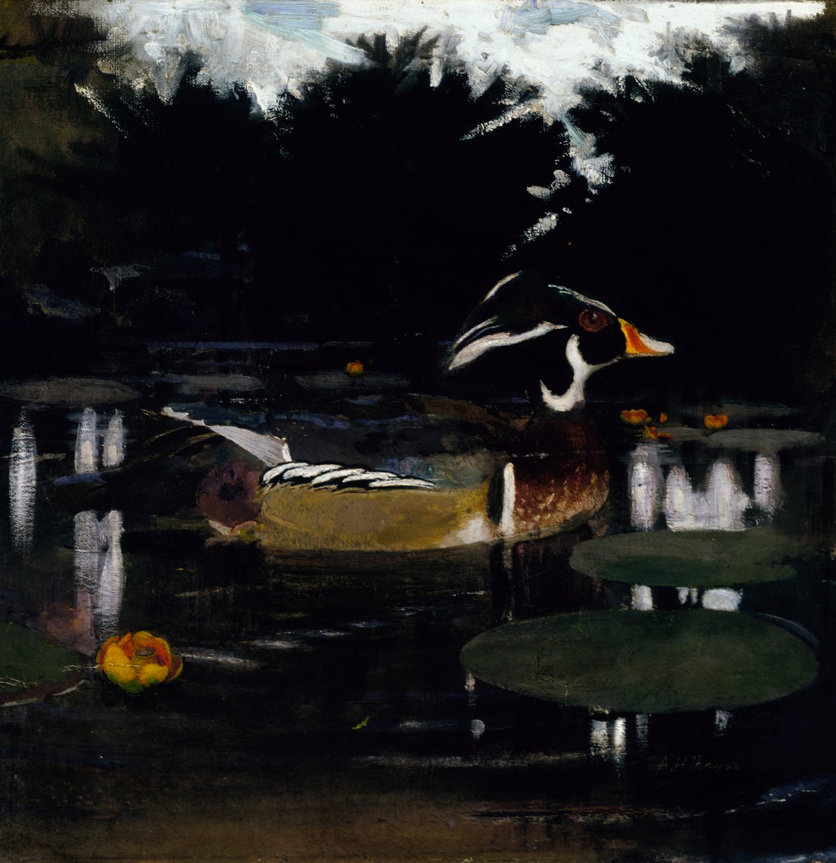 Hím erdei kacsa az erdei medencében, tanulmány a Színezés elrejtése az állatvilágban könyvhöz, c1905-1 alkotó: Abbott Handerson Thayer