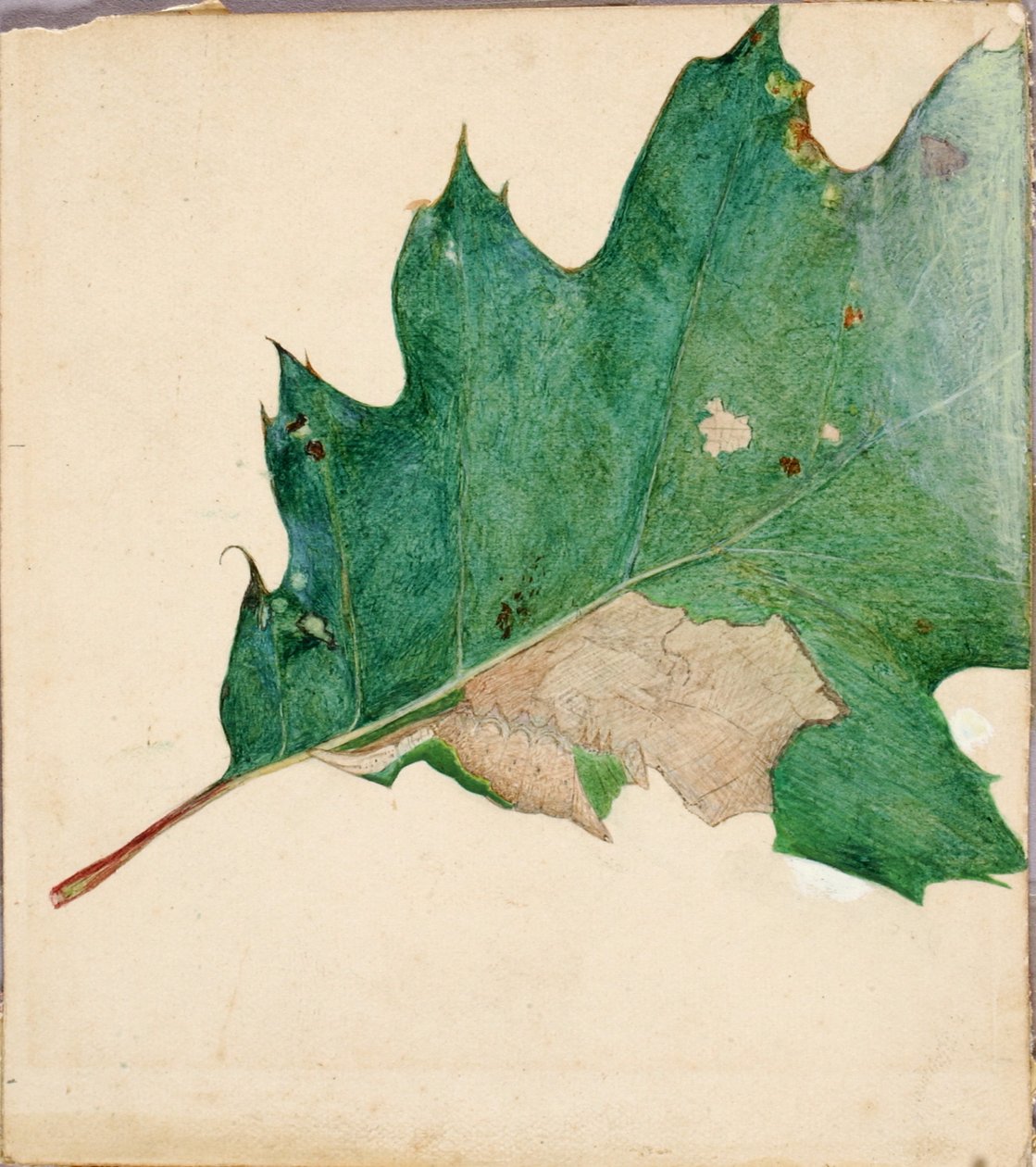 Oligocentra lignicolor, Walker, tanulmány a "Concealing Coloration in the Animal Kingdom" című könyvhöz alkotó: Abbott Handerson Thayer