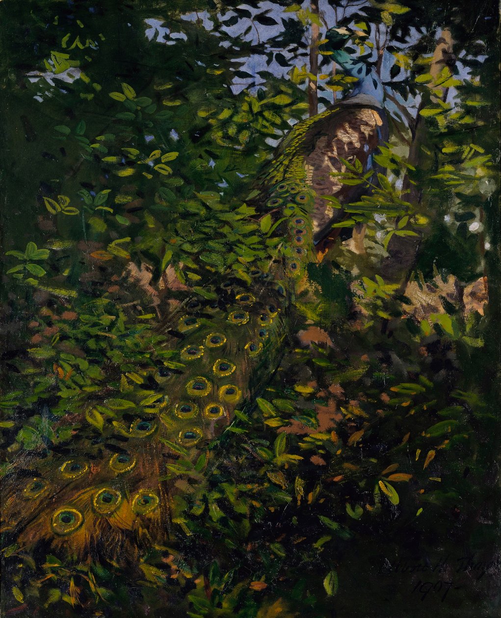 Páva az erdőben, tanulmány a Concealing Coloration in the Animal Kingdom című könyvhöz alkotó: Abbott Handerson Thayer