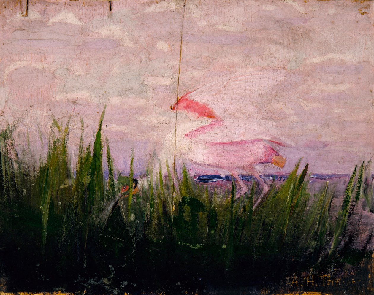Rózsaszínű kanalasgém, tanulmány a Concealing Coloration in the Animal Kingdom című könyvhöz alkotó: Abbott Handerson Thayer