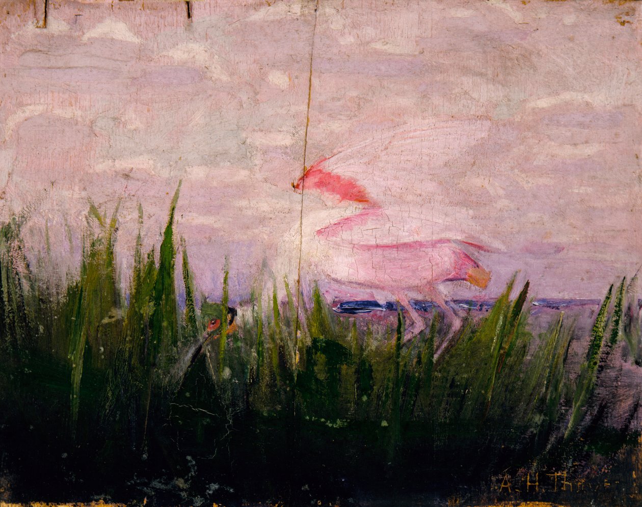 Roseate Spoonbill, tanulmány a színezés elrejtése az állatvilágban könyvhöz, kb. 1905-1909. alkotó: Abbott Handerson Thayer