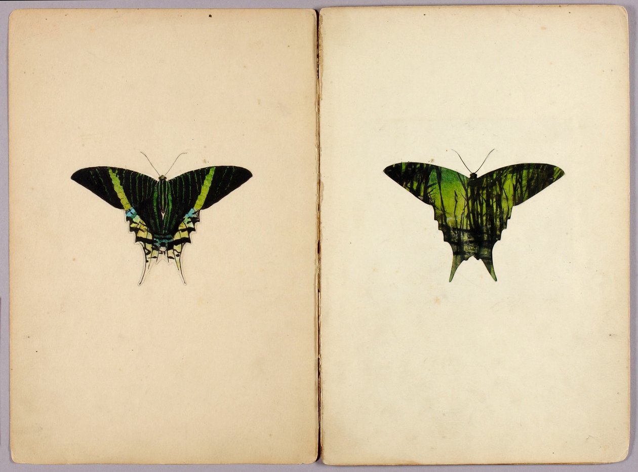 Uránia-moly, tanulmányi mappa az „Álcázó színeződés az állatvilágban” című könyvhöz alkotó: Abbott Handerson Thayer