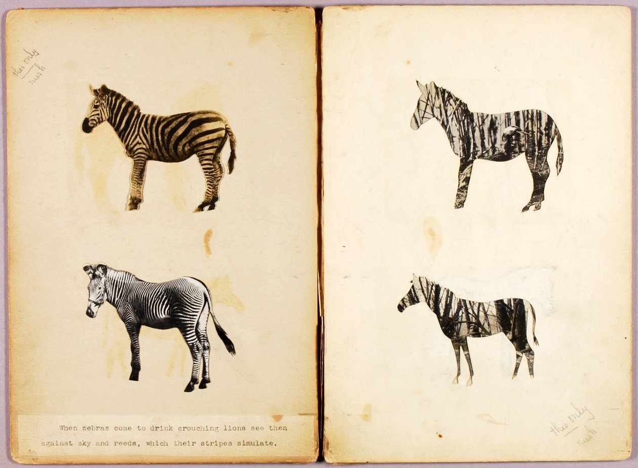 Zebrák, tanulmányi mappa a Concealing Coloration in the Animal Kingdom című könyvhöz alkotó: Abbott Handerson Thayer
