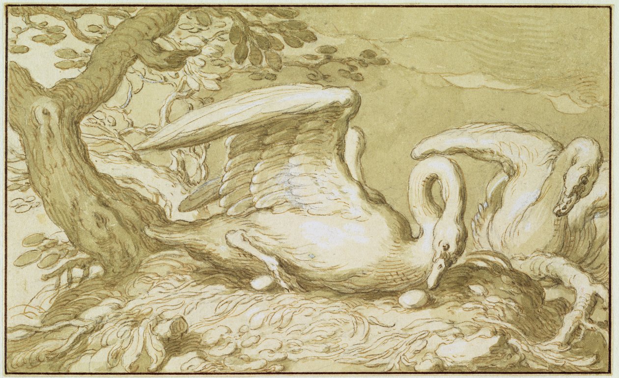 Hattyú a fészkében (toll és tinta mosás papíron) alkotó: Abraham Bloemaert
