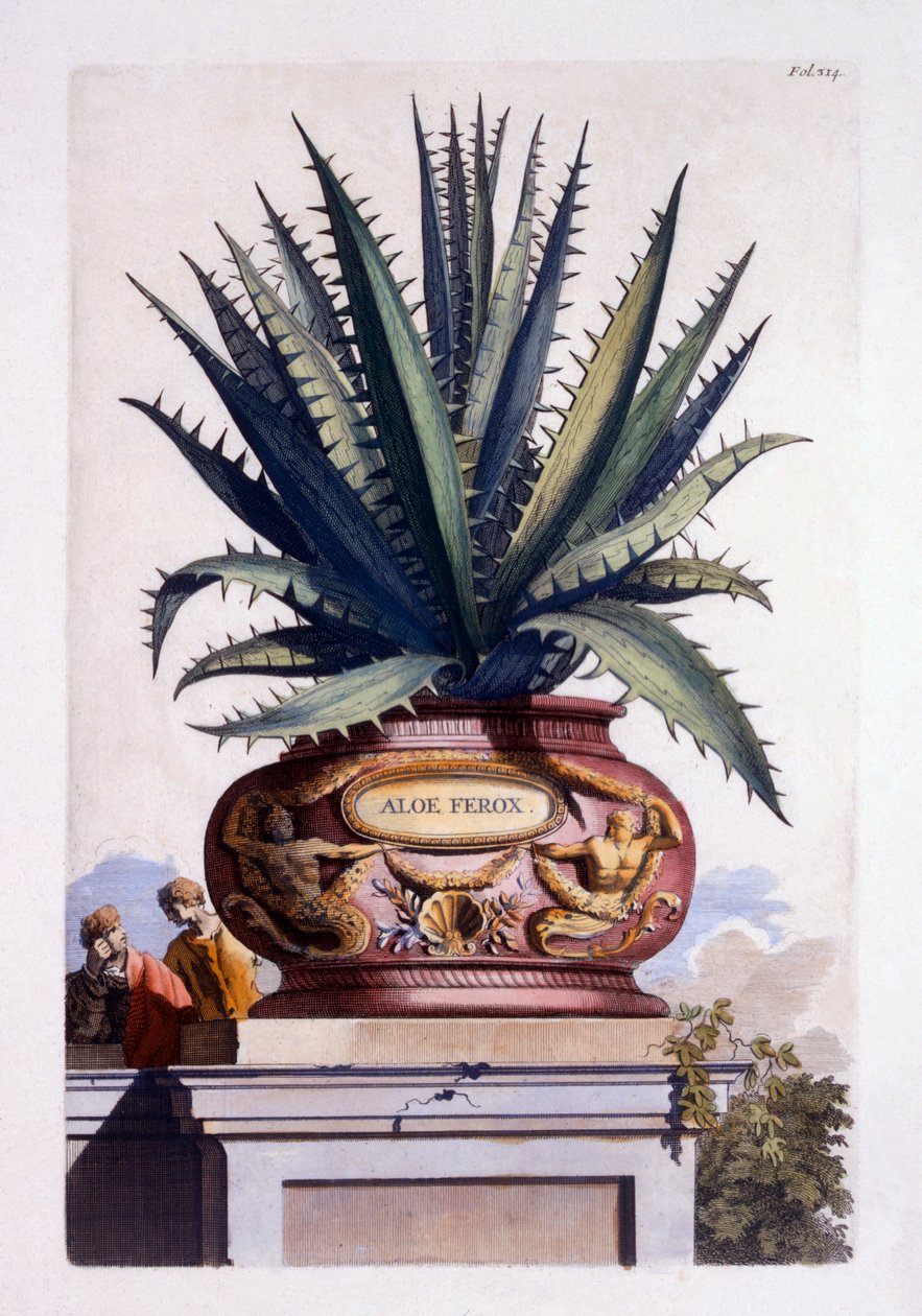 Aloe Ferox, a Phytographia Curiosa-ból, 1702-ben jelent meg alkotó: Abraham Munting