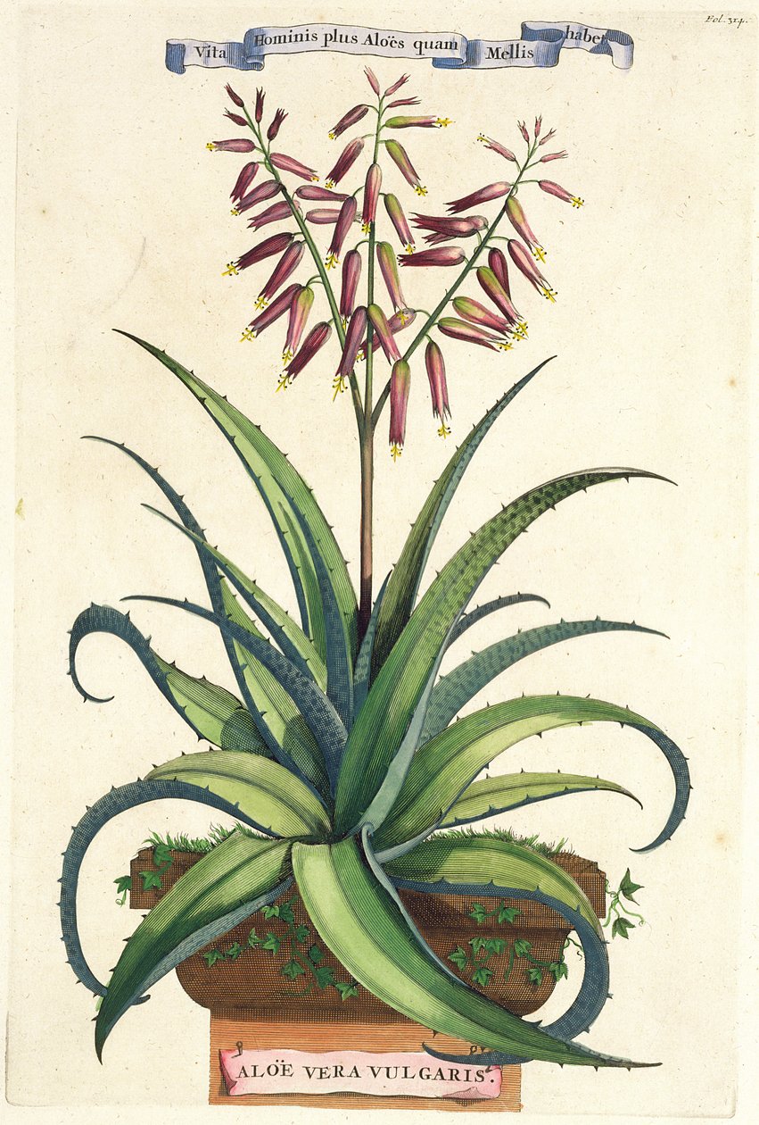 Aloe Vera Vulgaris, a Phytographia Curiosa-ból, 1702-ben jelent meg alkotó: Abraham Munting