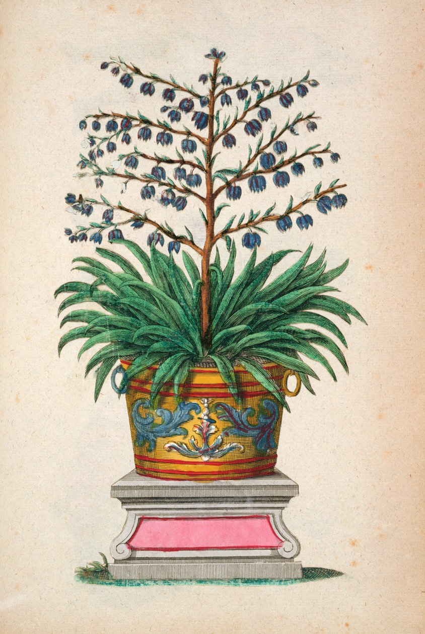 Virágos növény, a "Phytographia Curiosa" című, 1702-ben kiadott könyvből. alkotó: Abraham Munting