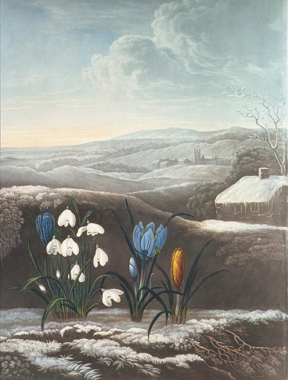 A hóvirág, Ward metszet, valószínűleg a 19. század elején (akvatinta és gumiarábikum) alkotó: Abraham Pether