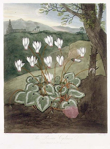 A perzsa ciklámen, Elmes metszete, Robert Thornton „Flora temploma” című kocsmájából. 1804 (színes litó) alkotó: Abraham (after) Pether