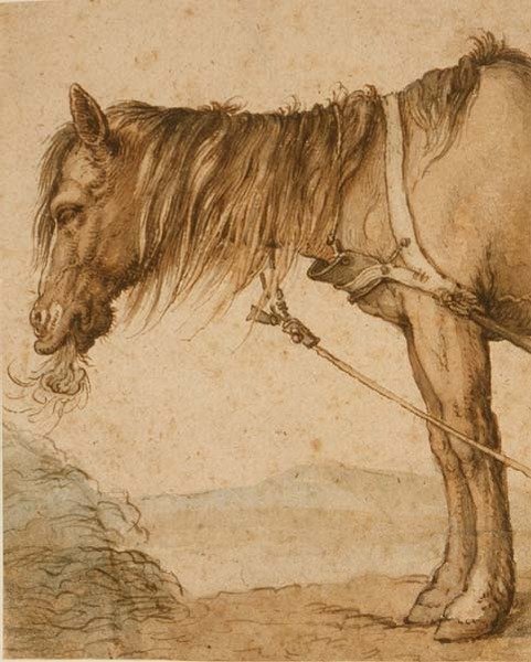PD.159-1963 Egy ló, aki szénát eszik, 1600-10 körül (toll és tinta, mosás) alkotó: Abraham Bloemaert