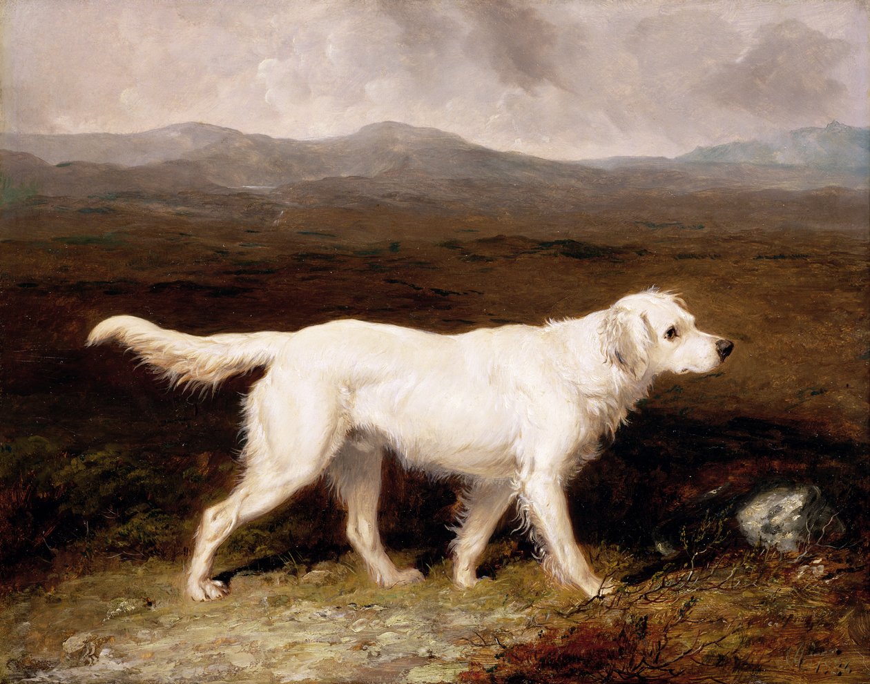 Charles Brett fehér angol szetter „Sam” egy lápvidéki tájon alkotó: Abraham Cooper