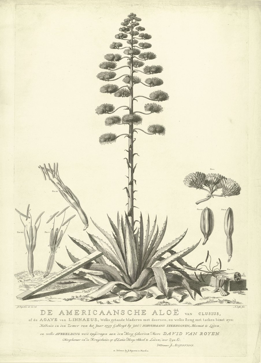 Virágzó amerikai aloe, 1757 Clusius amerikai aloéja, vagy Linné agavéja (...) 1757 nyarán virágzott Jac: Schuurmans Stkehooven, leideni virágüzlet (cím a tárgyon) alkotó: Abraham Delfos