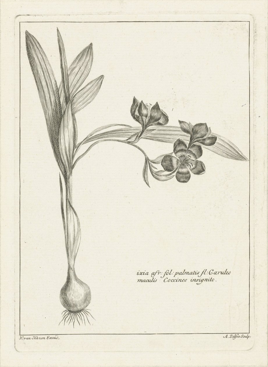 Ixia alkotó: Abraham Delfos