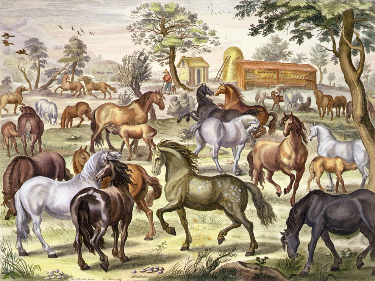 Szabadon futó lovak, 11. tábla William Cavendish (1592-1676) Newcastle márki "The Method and New Invention of Dressing Horses" című művéből, metszett Petrus Clouwet (1629-70) 1657 (akvatinta) alkotó: Abraham Jansz. van (after) Diepenbeeck