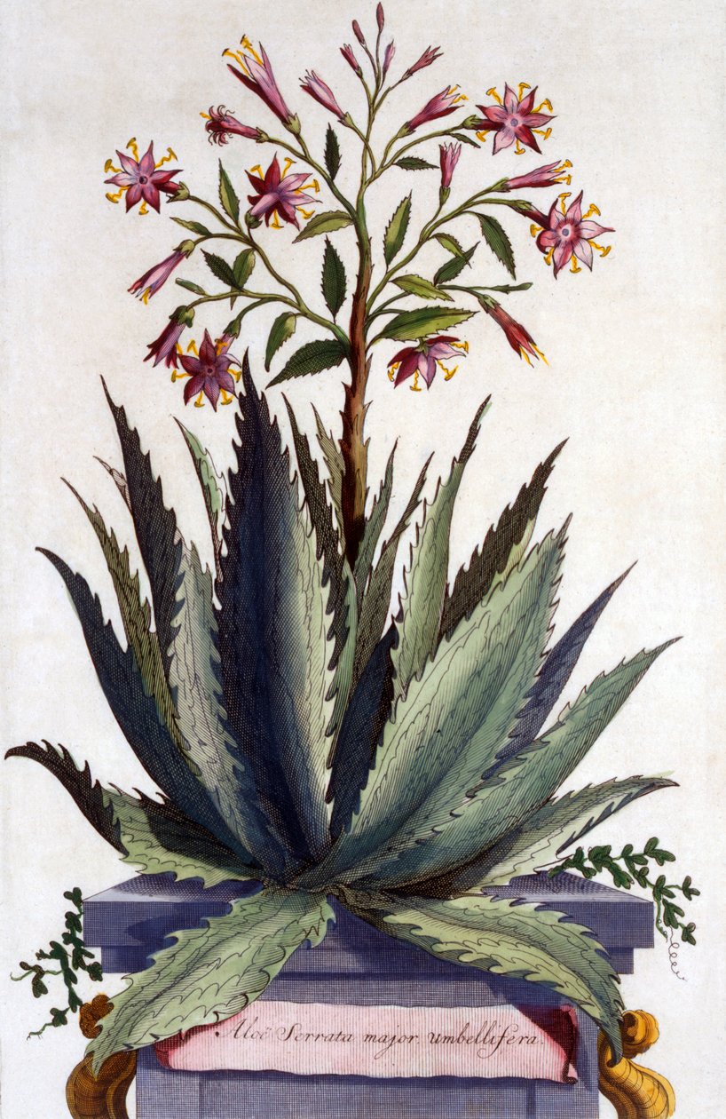 Aloe Serrata major umbellifera, a Phytographia Curiosa-ból, 1702-ben megjelent alkotó: Abraham Munting