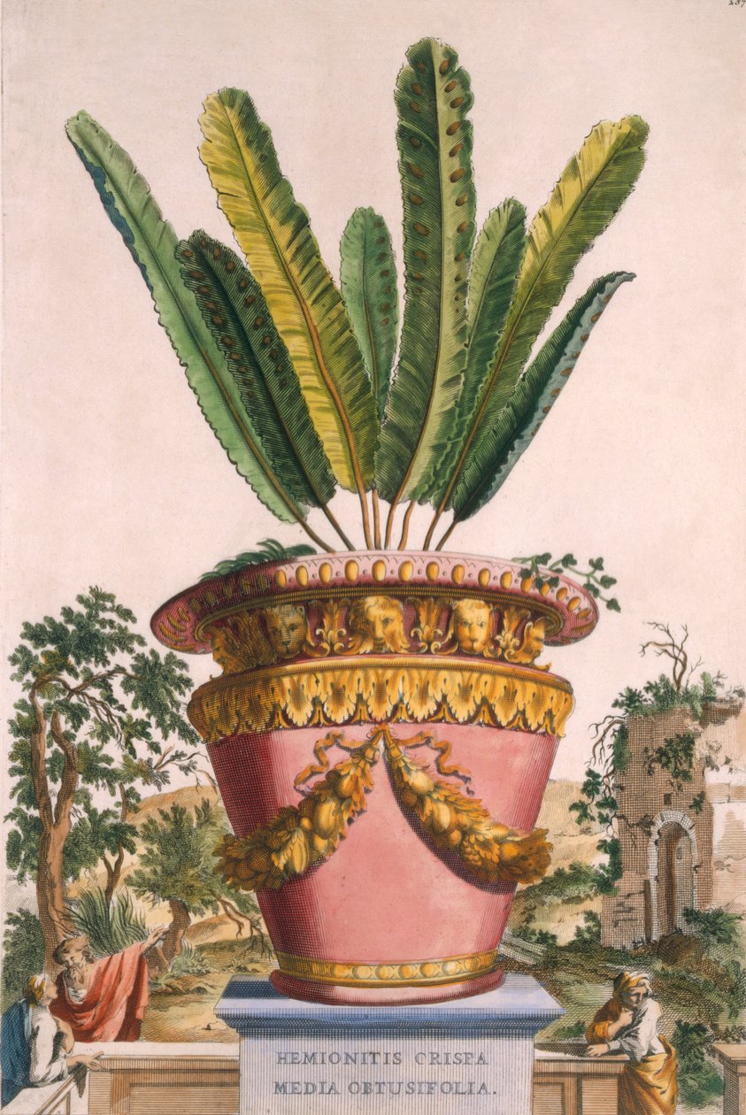 Hemionitis Crispa Media Obtusifolia, a "Phytographia Curiosa" című, 1702-ben kiadott kötetből. alkotó: Abraham Munting