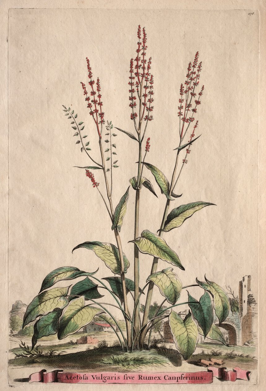 Phytographia Curiosa: Acetosa Vulgaris sive Rumex Canpferinus. alkotó: Abraham Munting