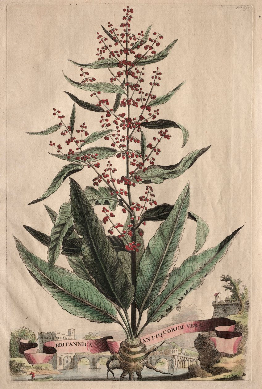Különös Phytographia alkotó: Abraham Munting