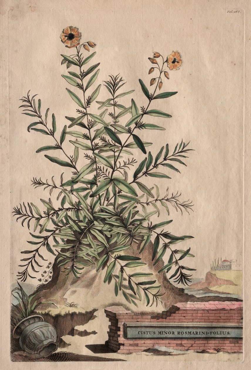 Kíváncsi Phyography: Cistus Minor Rosemary-Leaf alkotó: Abraham Munting
