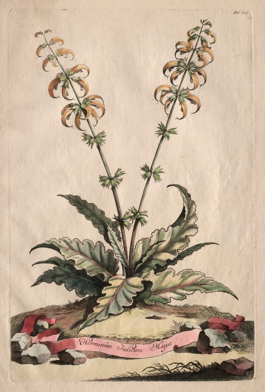 Phytographia Curiosa: Horminum Indicum Majus. alkotó: Abraham Munting