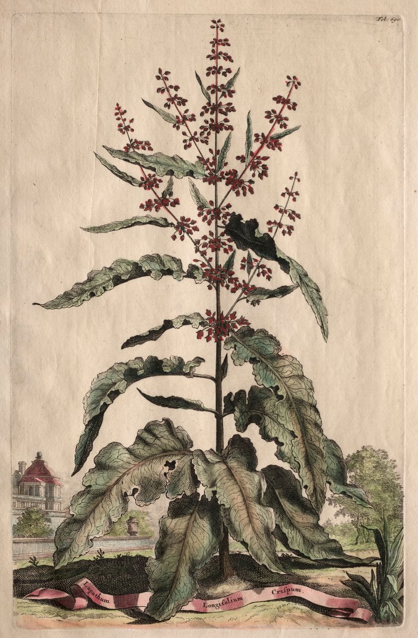 Phytographia Curiosa: Lapathum Longifolium Crispum. alkotó: Abraham Munting