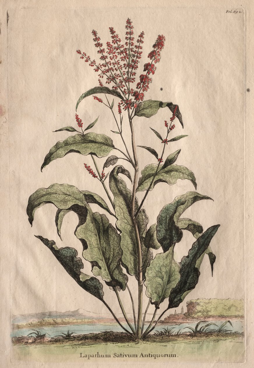 Különös fitográfia: Lapathum Sativum of the Ancients alkotó: Abraham Munting
