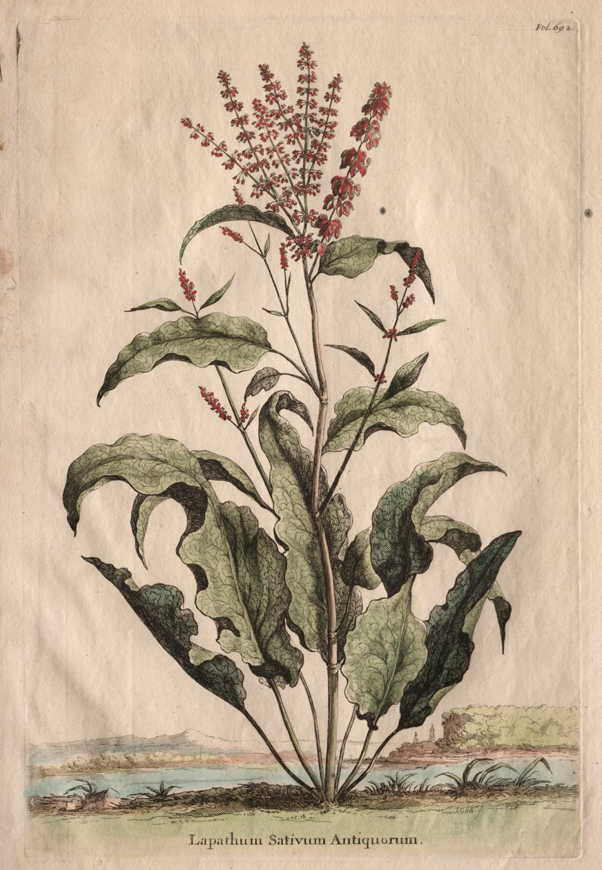 Kíváncsi Phytographia: Lapathum Identificationum Antiquorum. alkotó: Abraham Munting