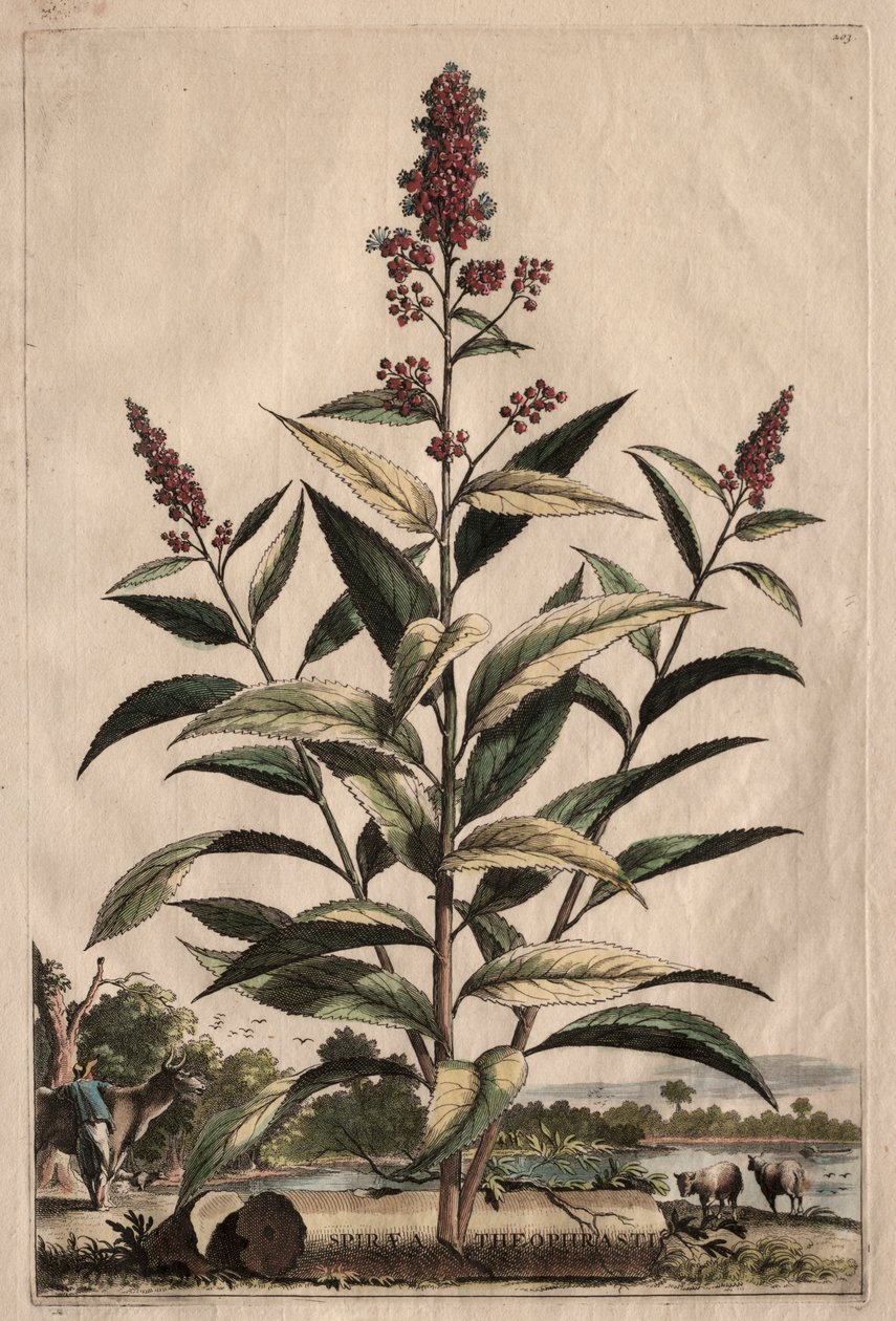 Kíváncsi Phyography: Spiraea Theophrastus alkotó: Abraham Munting