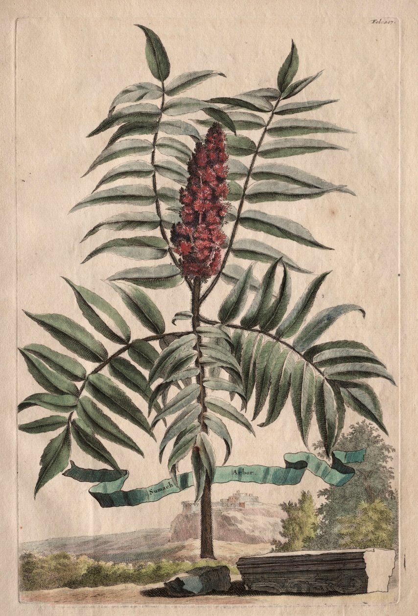 Phytographia Curiosa: Sumach Arbor alkotó: Abraham Munting