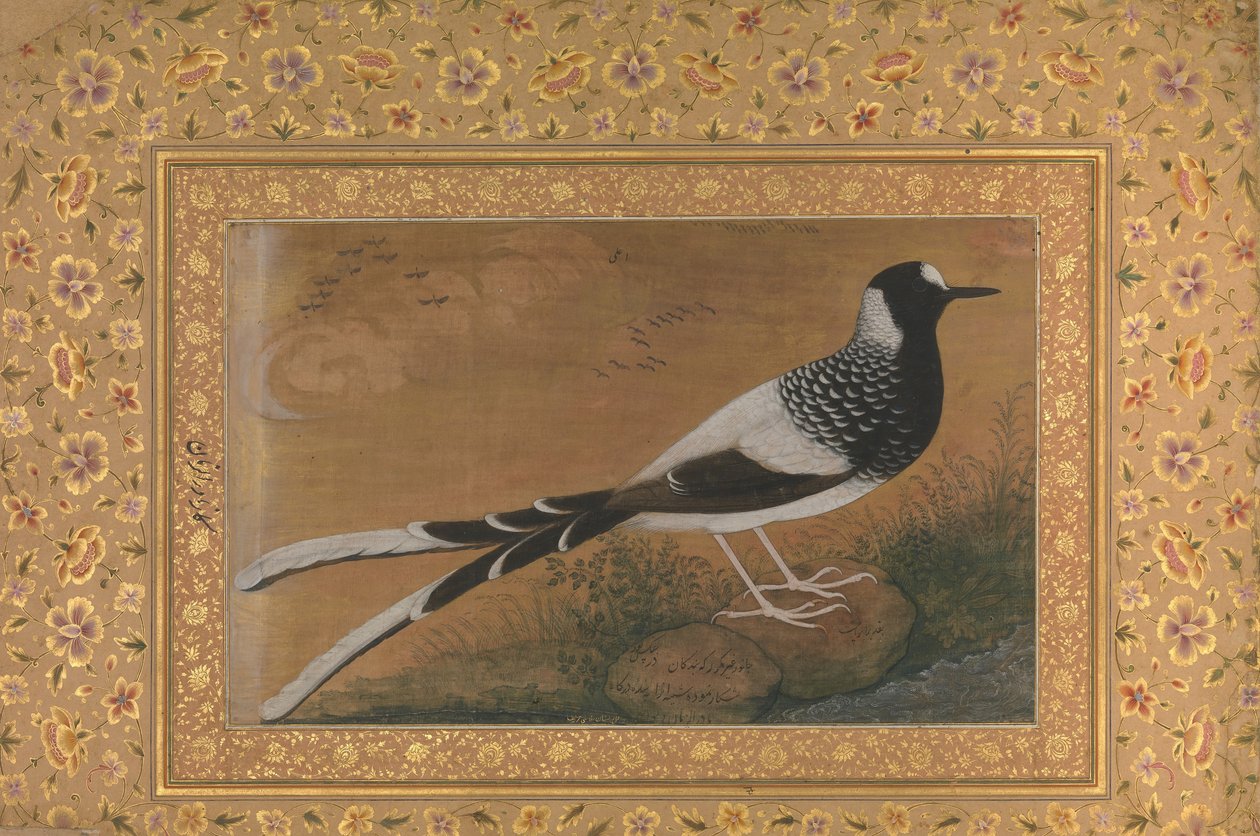 Foltos Forktail, Folio a Shah Jahan albumból, recto: kb. 1610-15, verso kb. 1540. alkotó: Abu al Hasan