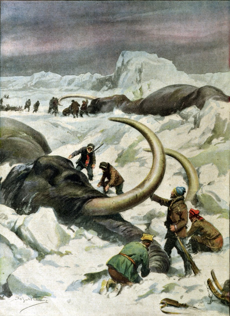 Megfagyott mamutok felfedezése Szibériában, illusztráció a „Corriere della Sera”-ból, 1934. december 9. alkotó: Achille Beltrame