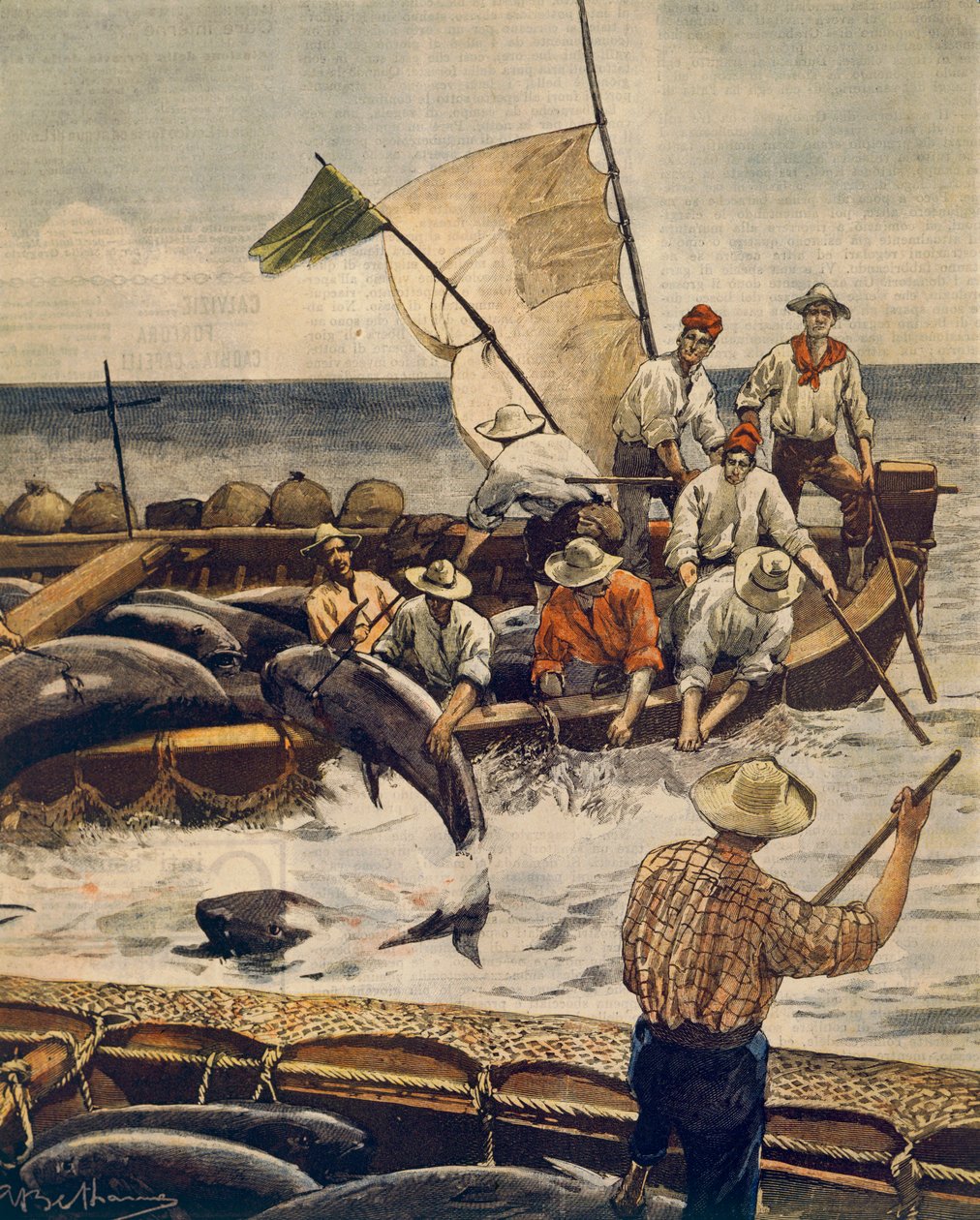 Rendkívüli kékúszójú tonhal halászat a szardíniai Piana-szigeten, Achille Beltrame (1871-1945), La Domenica del Corriere-ből, 1900. június 30. alkotó: Achille Beltrame