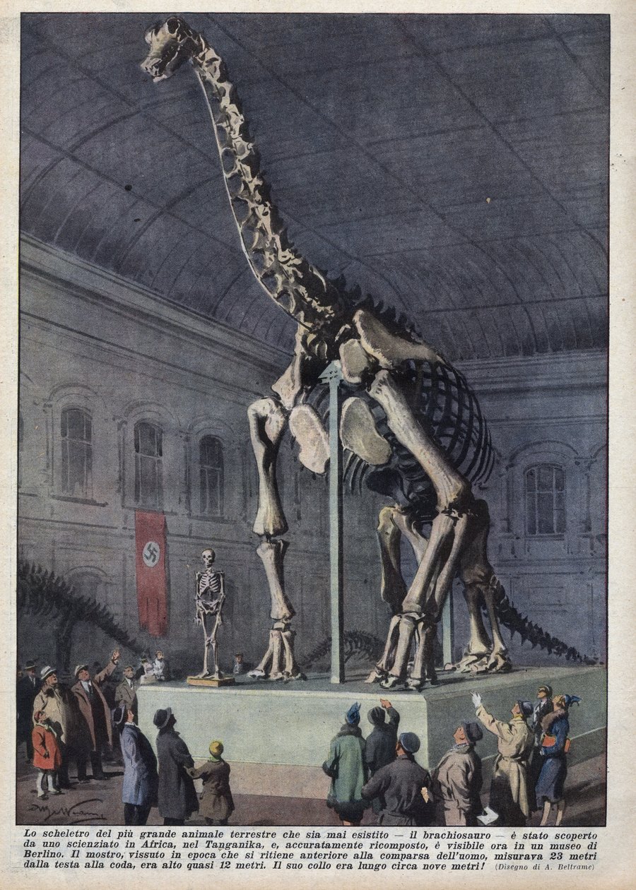 Egy brachiosaurusz-csontváz installációja egy berlini múzeumban, amelyet egy tudós fedezett fel Afrikában. Achilles Beltrame illusztrációja a „La domenica del corriere”-ben, 1937.12.12. alkotó: Achille Beltrame