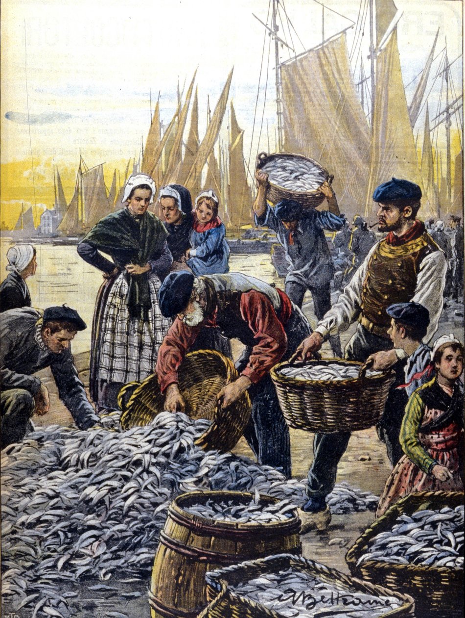 Szardínia halászata Bretagne-ban 1903-ban, Achille Beltrame illusztrációja alkotó: Achille Beltrame