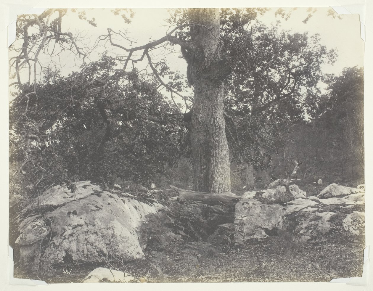 Erdő és sziklák, Fontainebleau alkotó: Achille Quinet