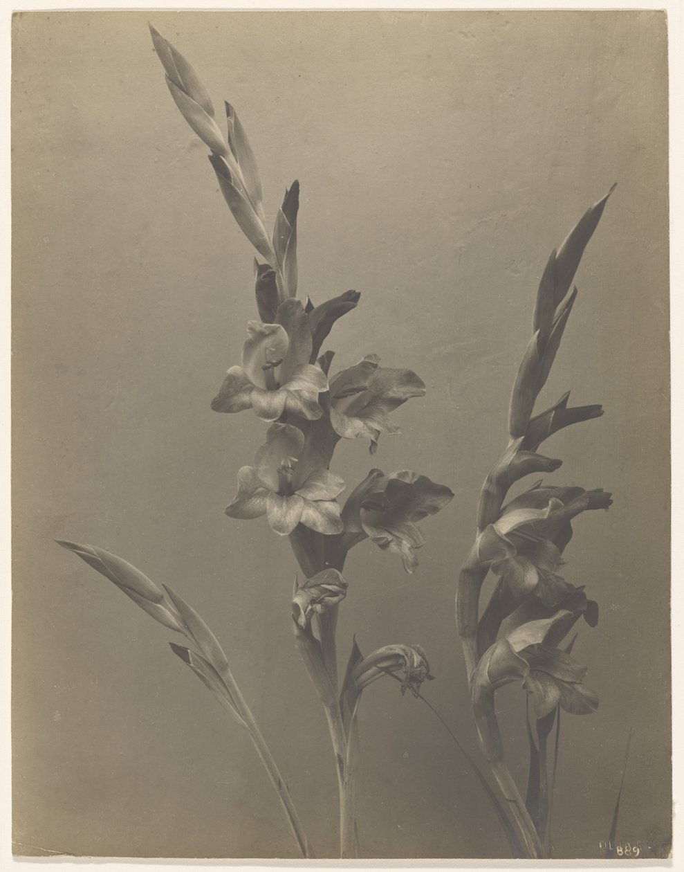 [Gladiolus] alkotó: Achille Quinet