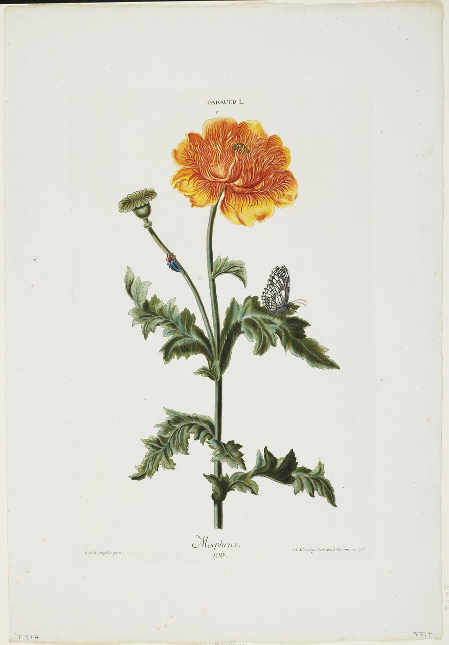 Papauer I. 106. Morpheus, Hortus Nitidissimis, 1773 (kézzel színezett metszet) alkotó: Adam Louis Wirsing