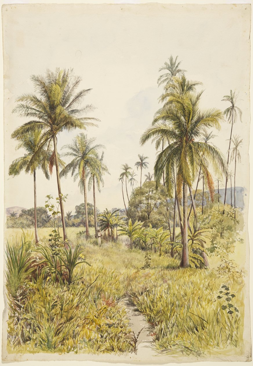 Pálmafák, Colima (akvarell) alkotó: Adela Breton
