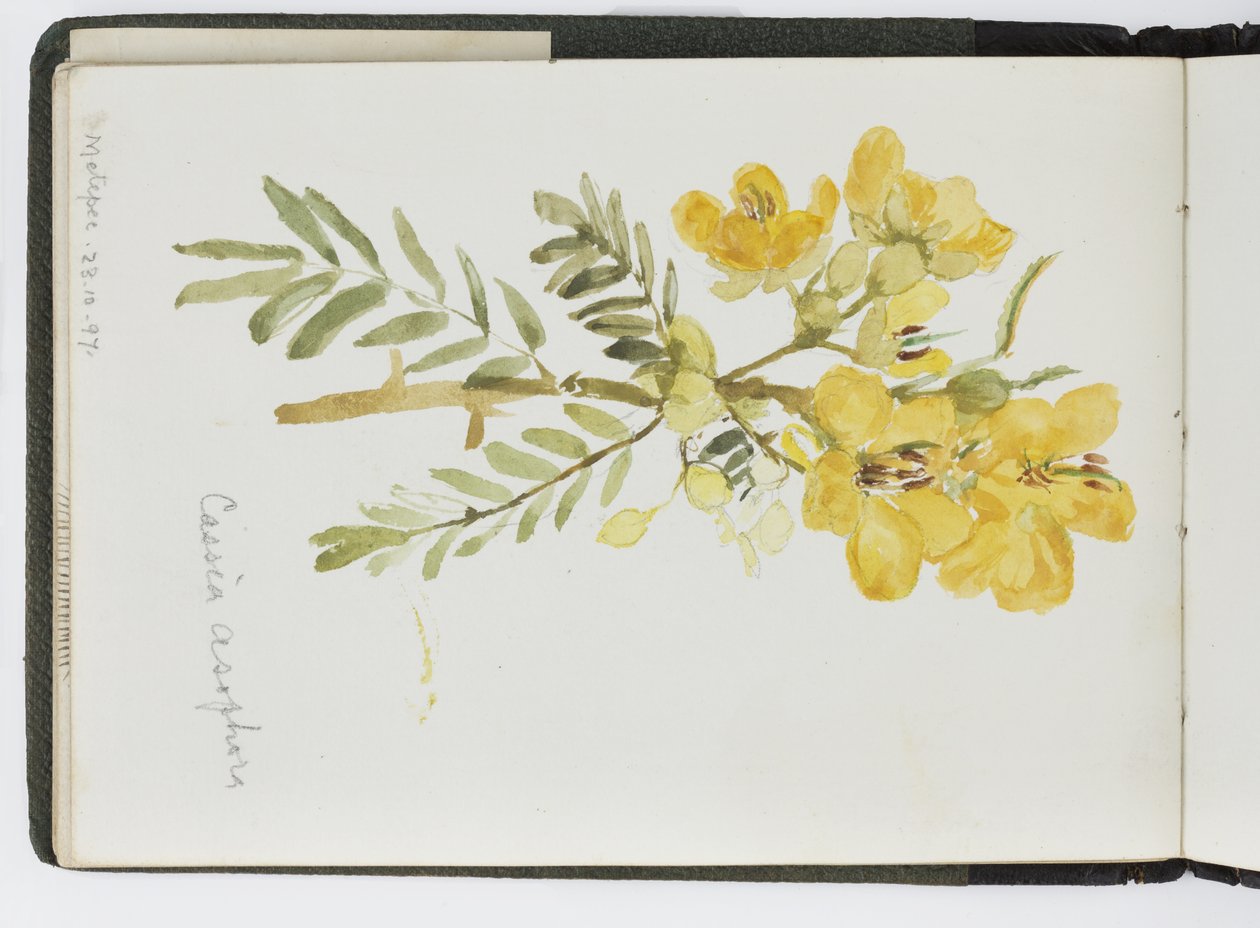Akvarell vázlatfüzet, rajzok és jegyzetek, Mexikó, 1896-1898 (akvarell) alkotó: Adela Breton