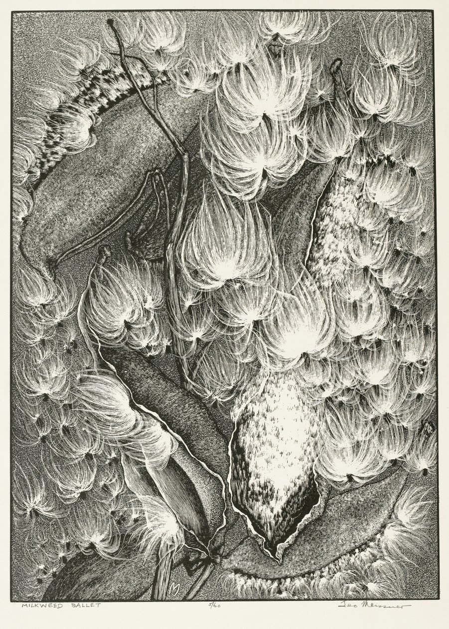Milkweed Balett alkotó: Adolf Ernst Meissner