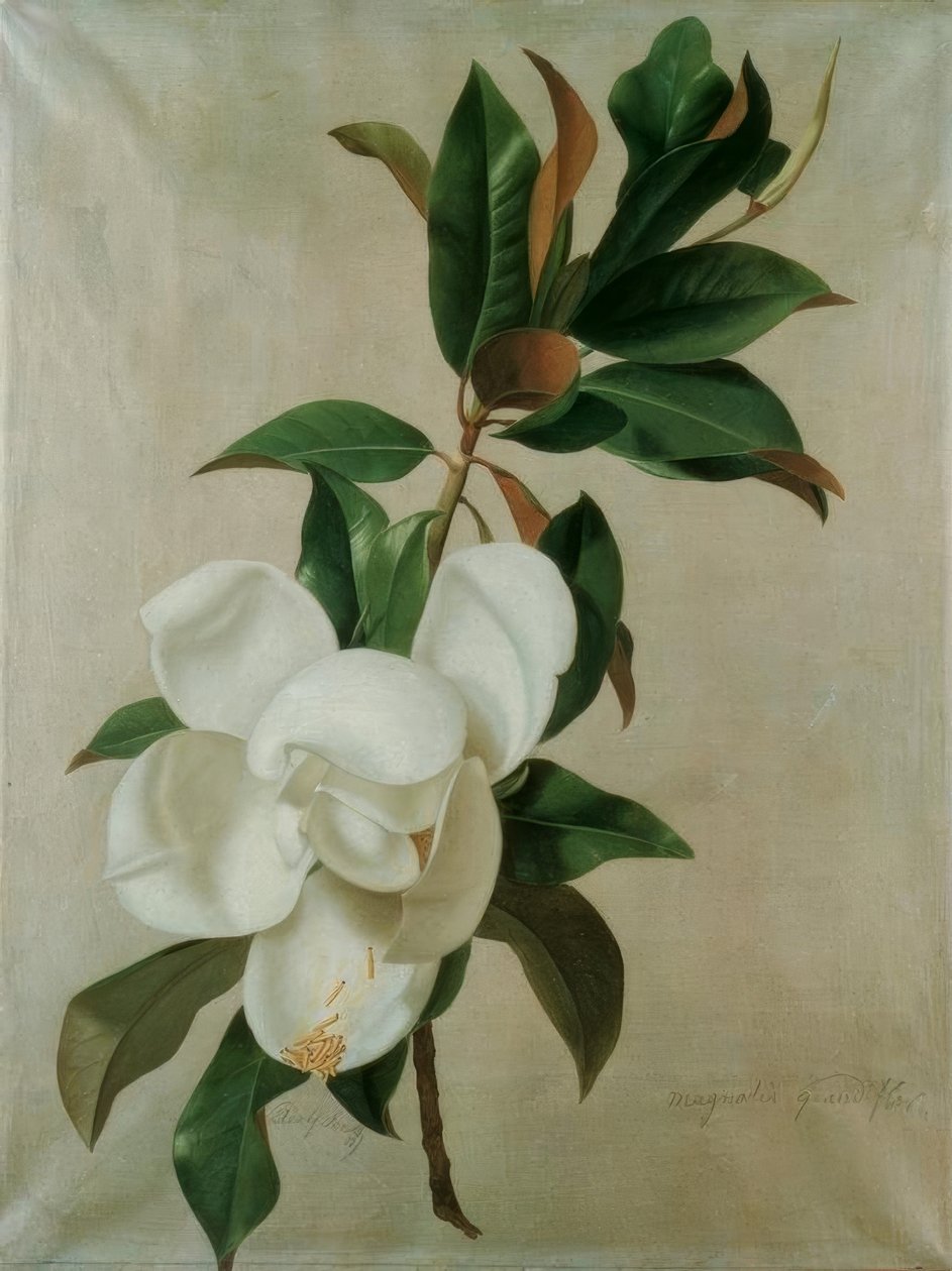 Magnolie alkotó: Adolf Senff