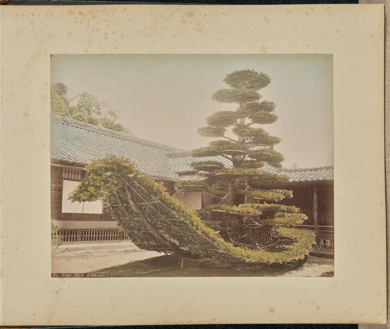 Fenyőfa, Kinkakuji alkotó: Adolfo Farsari