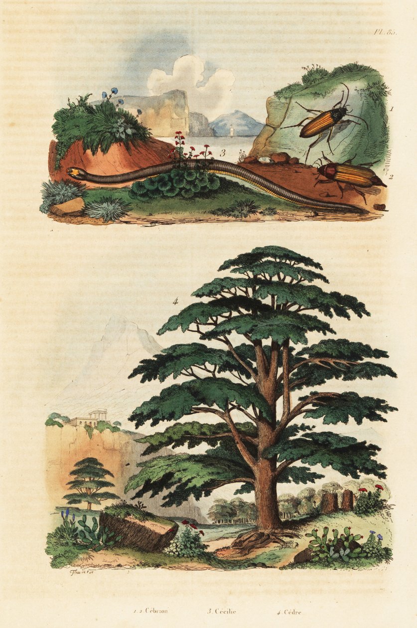 Libanoni cédrus, kétsoros caecilian és csattanó bogarak.,1834-1839 (metszet) alkotó: Adolph (after) Fries
