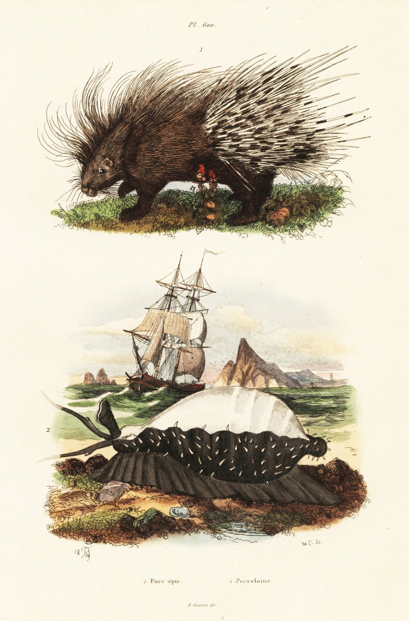 Tarajos disznó és tigris cowrie. alkotó: Adolph (after) Fries