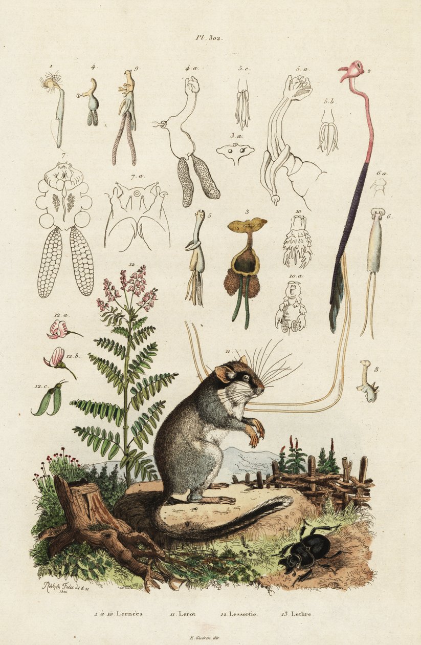 Dormouse, copepod és bogár. ,1834-1839 (metszet) alkotó: Adolph (after) Fries