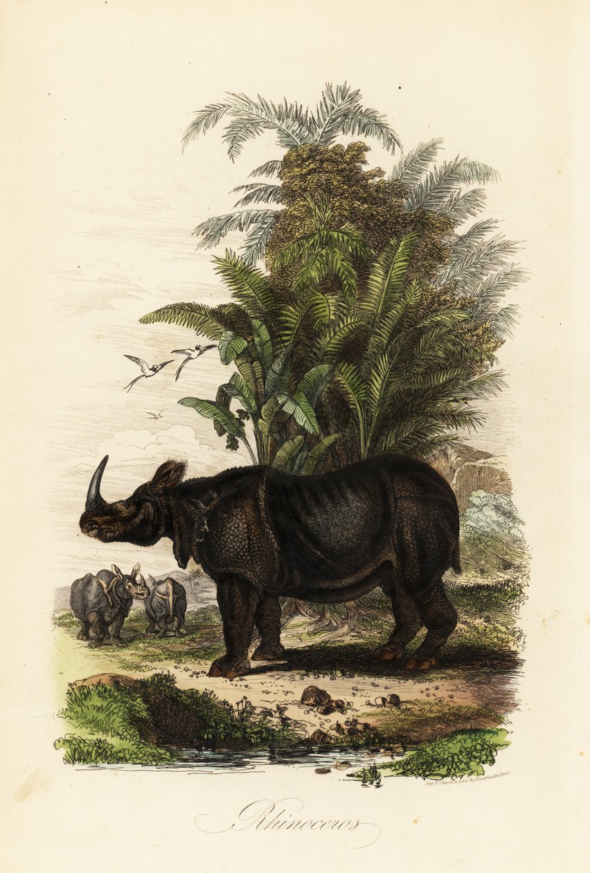 Indiai orrszarvú, Rhinoceros unicornis, sebezhető alkotó: Adolph (after) Fries