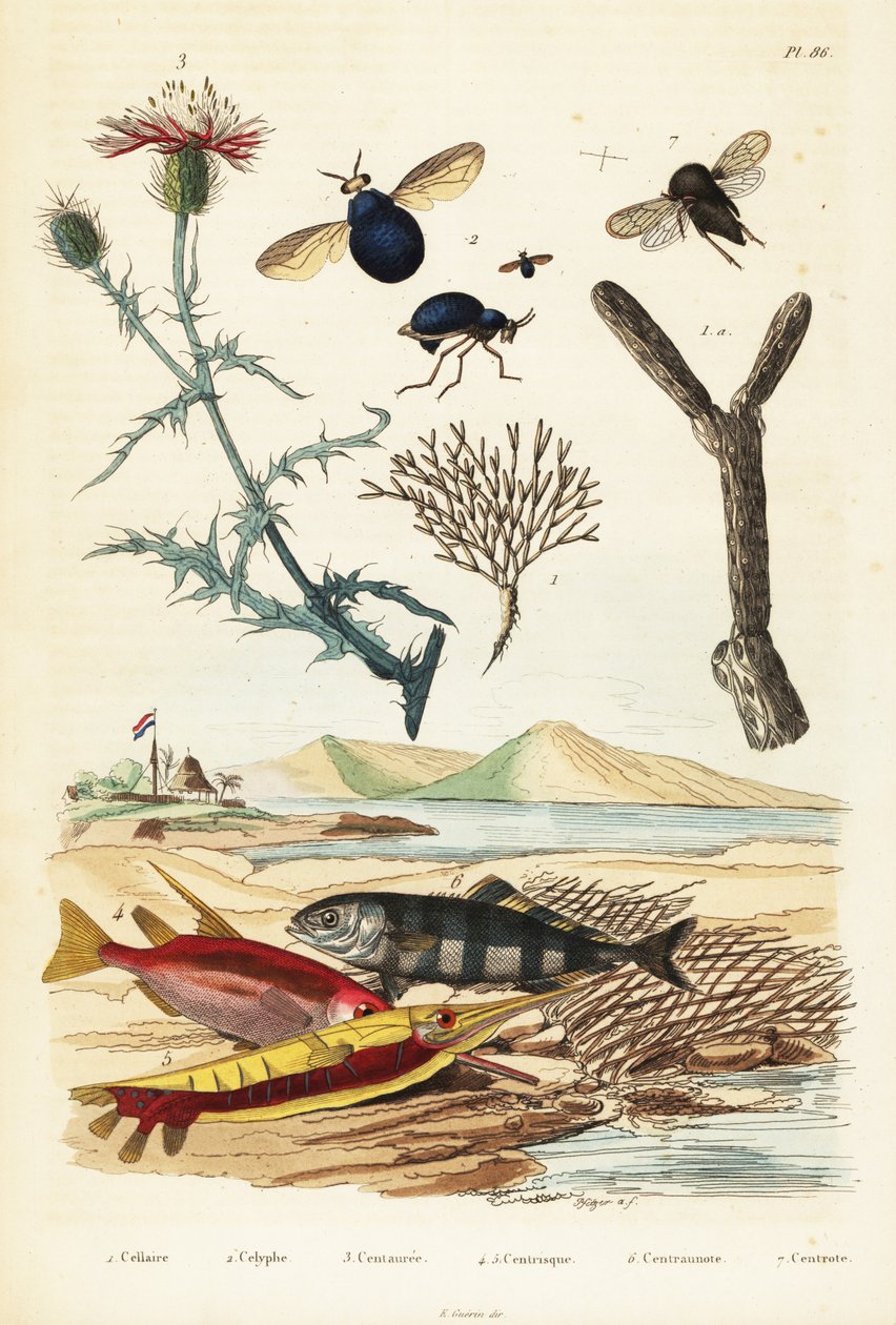 Kártya, hal és bogár legyek, 1834-1839 (metszet) alkotó: Adolph (after) Fries